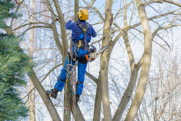 Best Hedge Trimming  in Medford Lakes, NJ